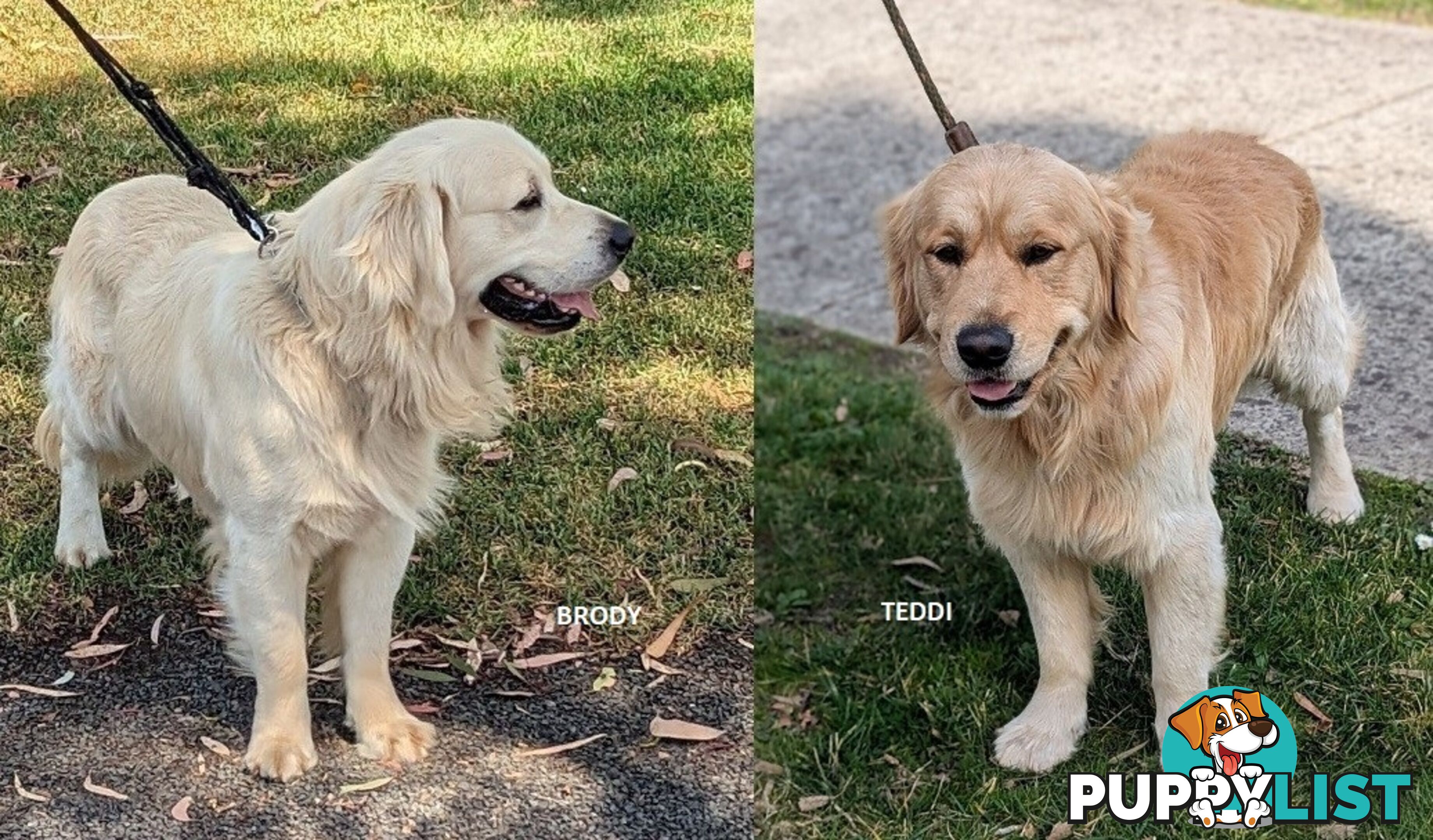 Stunning Pure Bred Golden Retriever Dogs for Stud duty