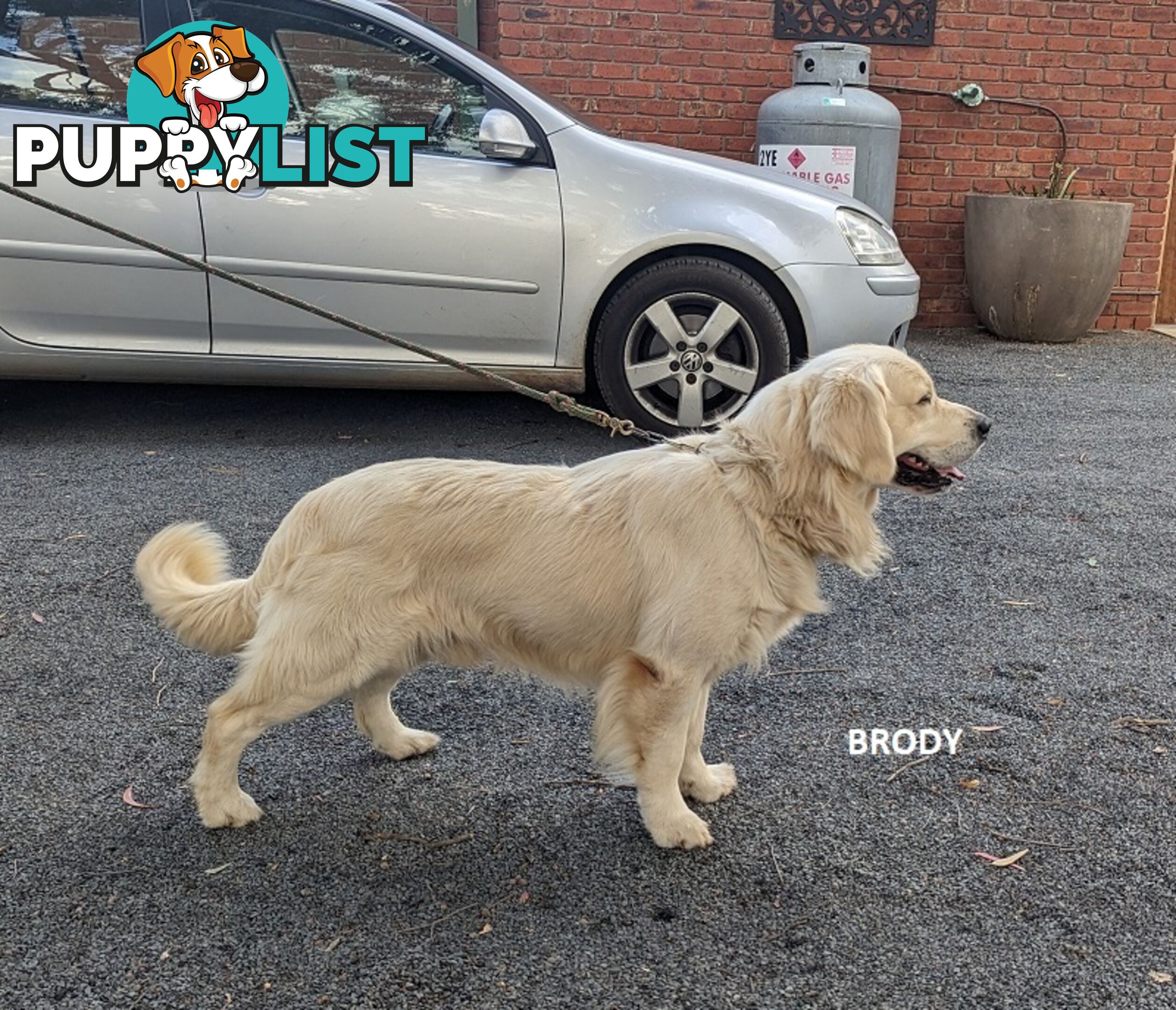 Stunning Pure Bred Golden Retriever Dogs for Stud duty