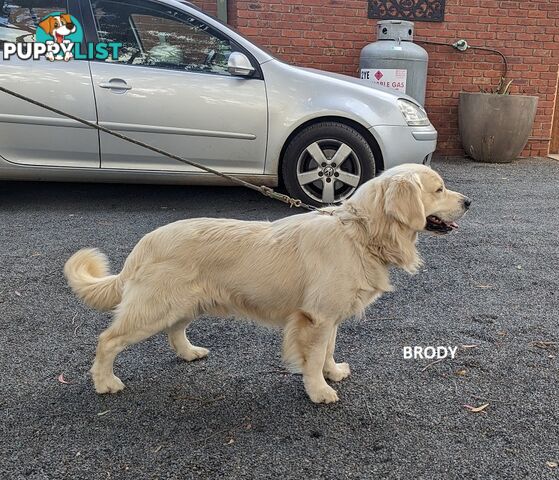 Stunning Pure Bred Golden Retriever Dogs for Stud duty