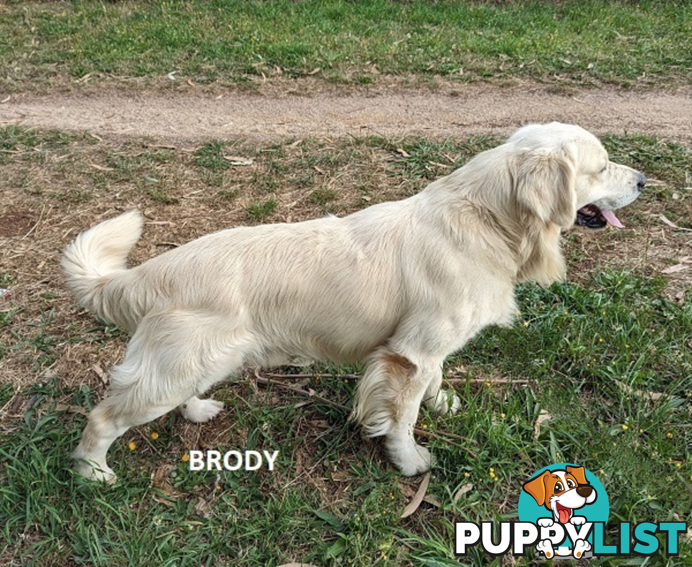 Stunning Pure Bred Golden Retriever Dogs for Stud duty