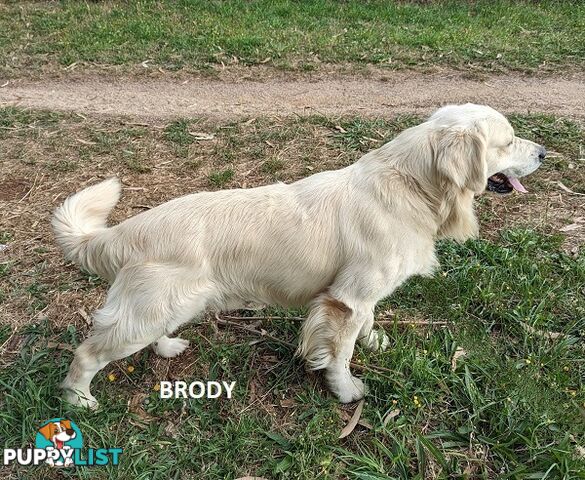 Stunning Pure Bred Golden Retriever Dogs for Stud duty