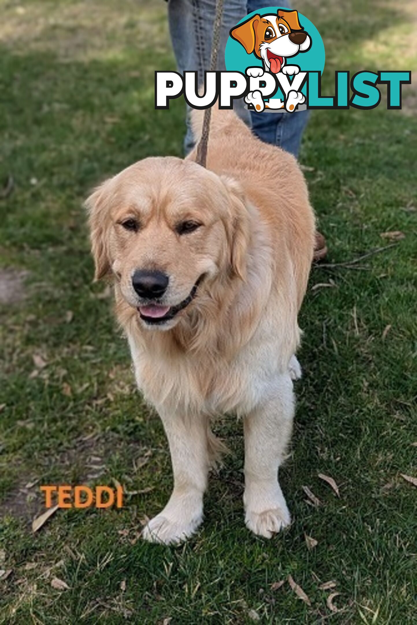 Stunning Pure Bred Golden Retriever Dogs for Stud duty