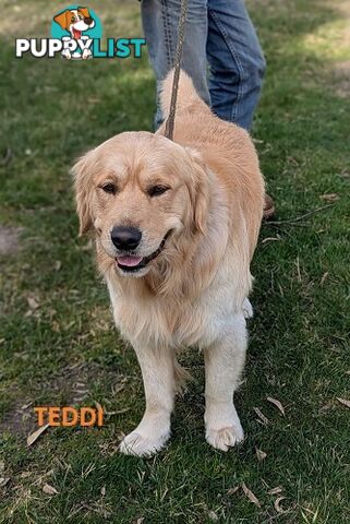 Stunning Pure Bred Golden Retriever Dogs for Stud duty