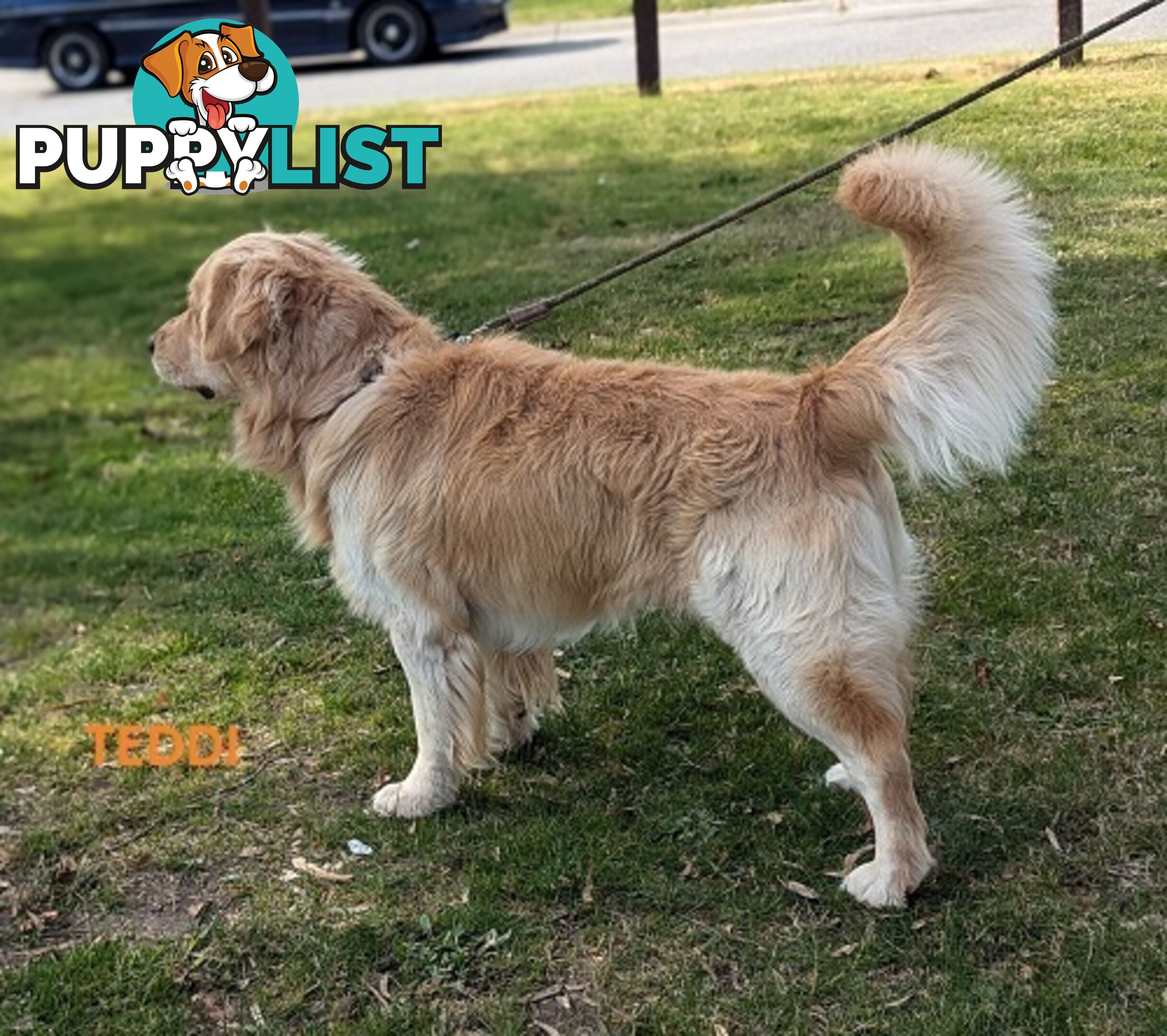 Stunning Pure Bred Golden Retriever Dogs for Stud duty