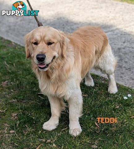 Stunning Pure Bred Golden Retriever Dogs for Stud duty