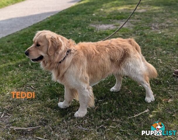 Stunning Pure Bred Golden Retriever Dogs for Stud duty