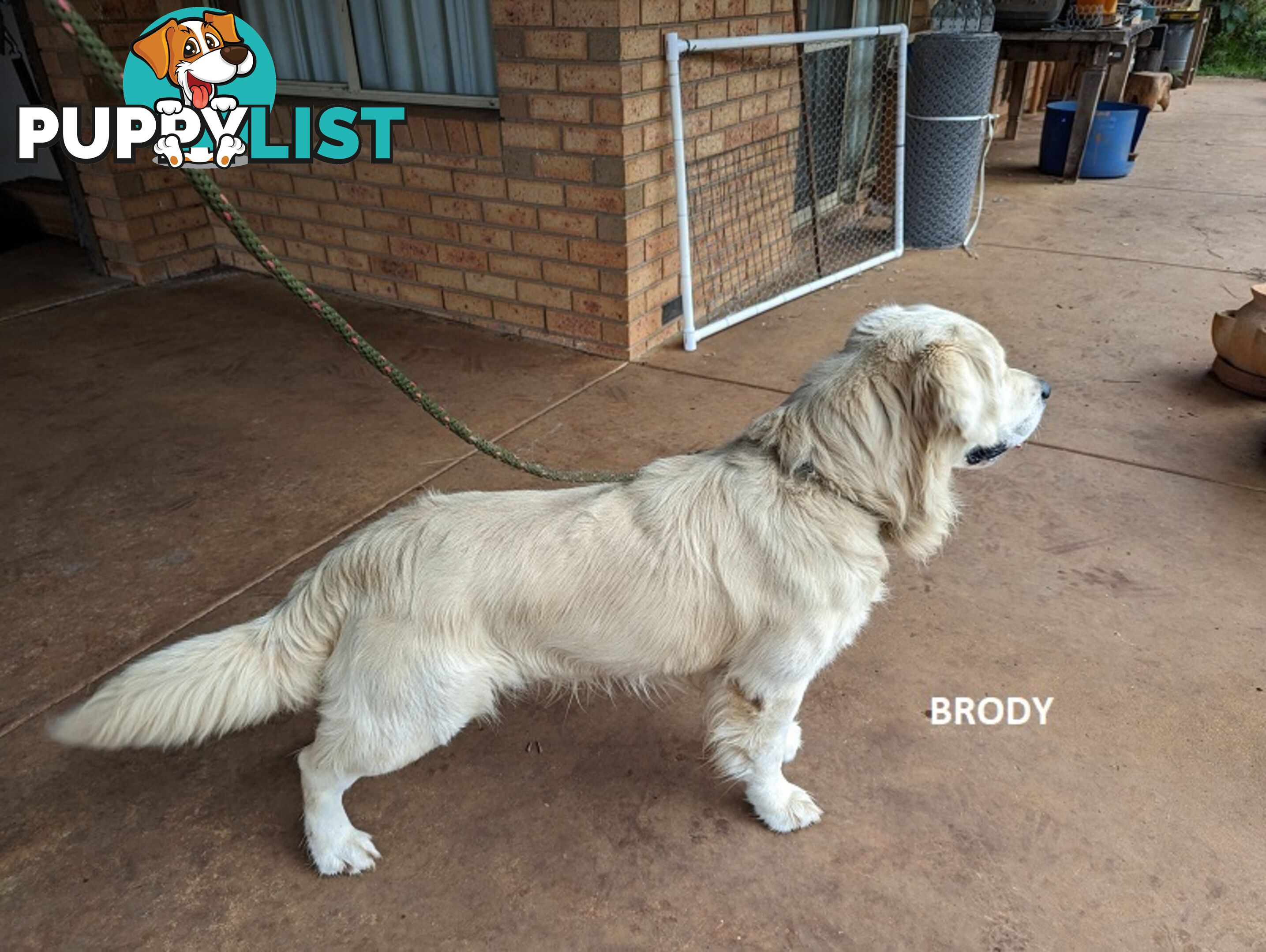 Stunning Pure Bred Golden Retriever Dogs for Stud duty