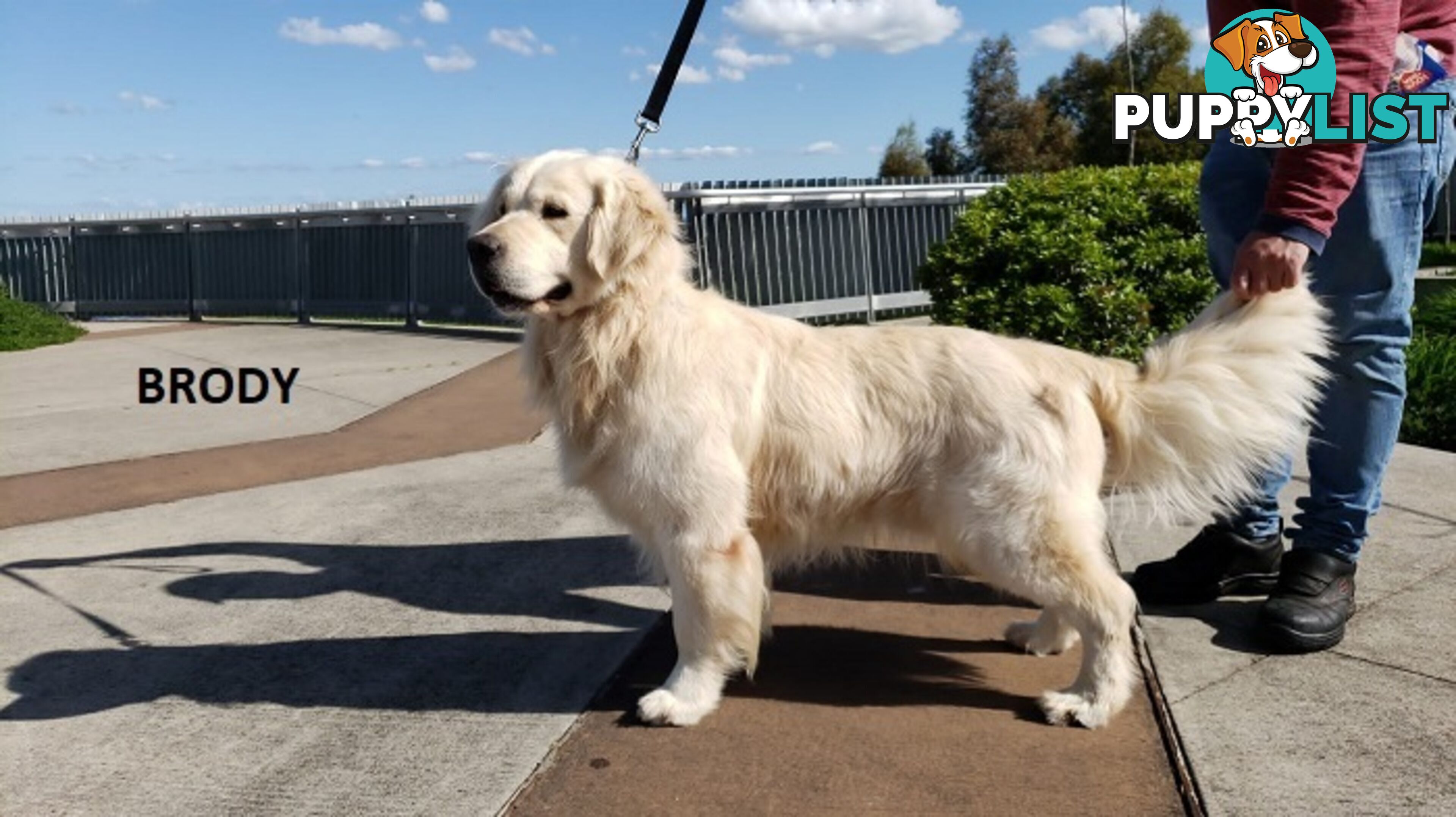 Stunning Pure Bred Golden Retriever Dogs for Stud duty