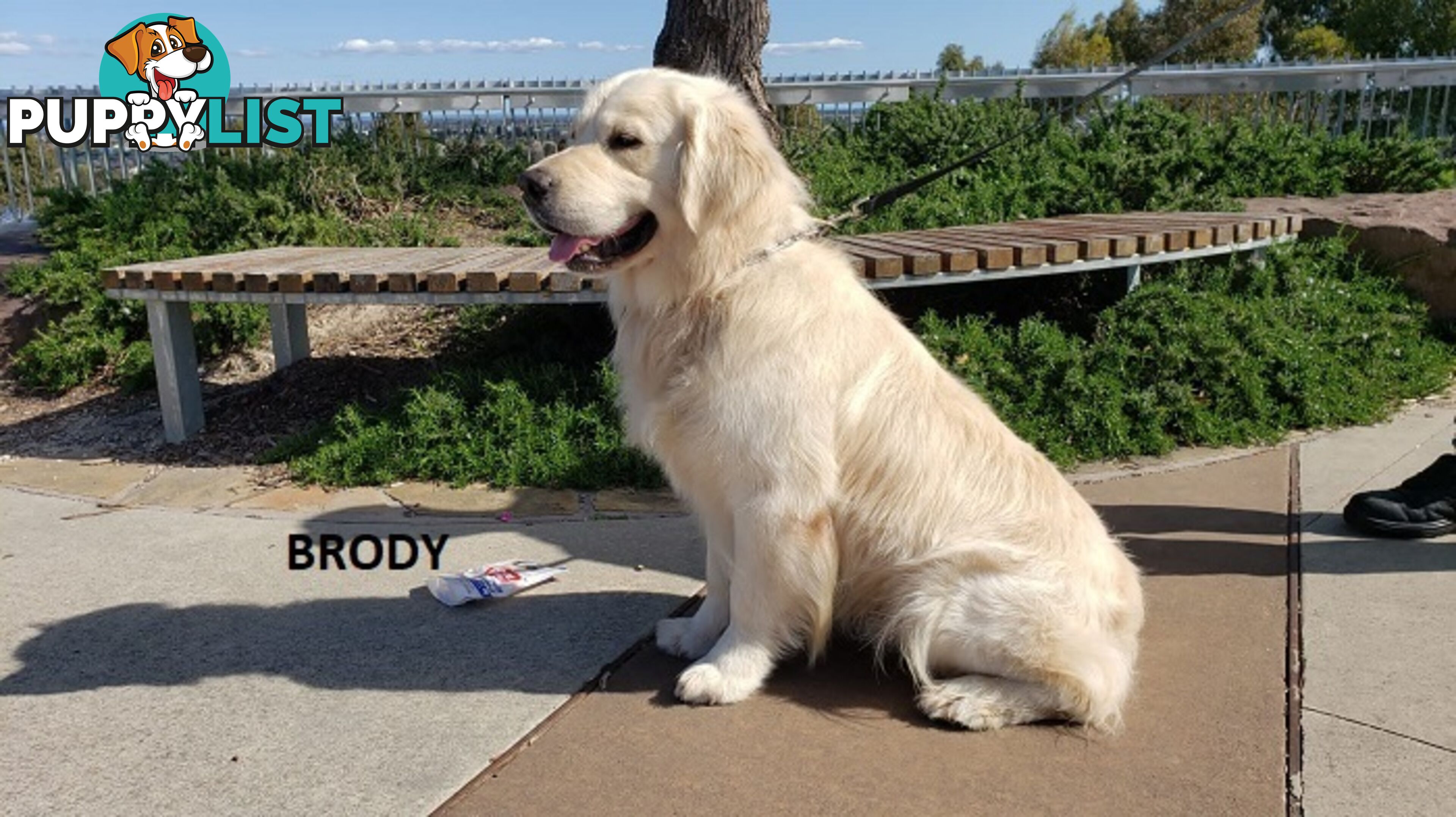 Stunning Pure Bred Golden Retriever Dogs for Stud duty