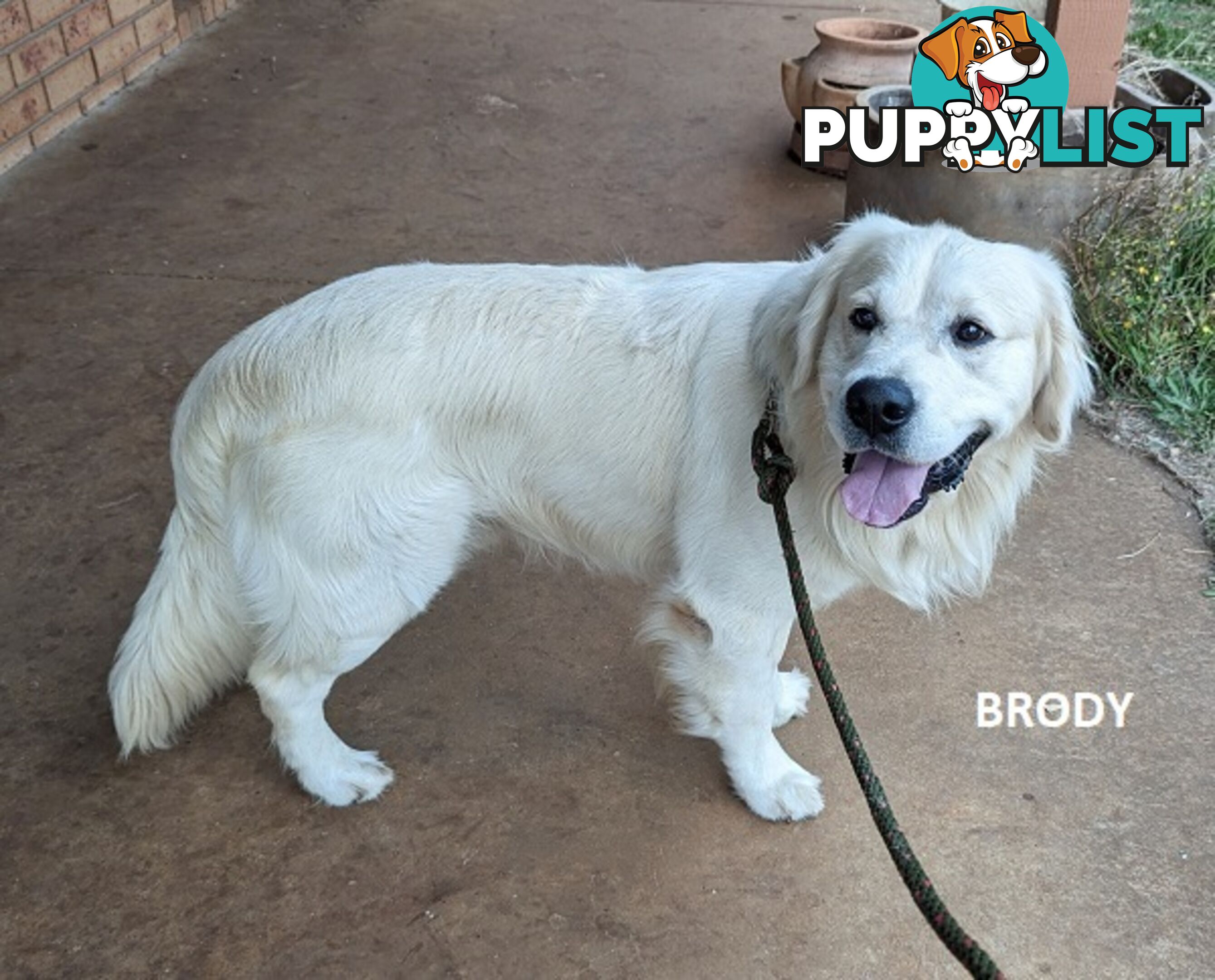 Stunning Pure Bred Golden Retriever Dogs for Stud duty