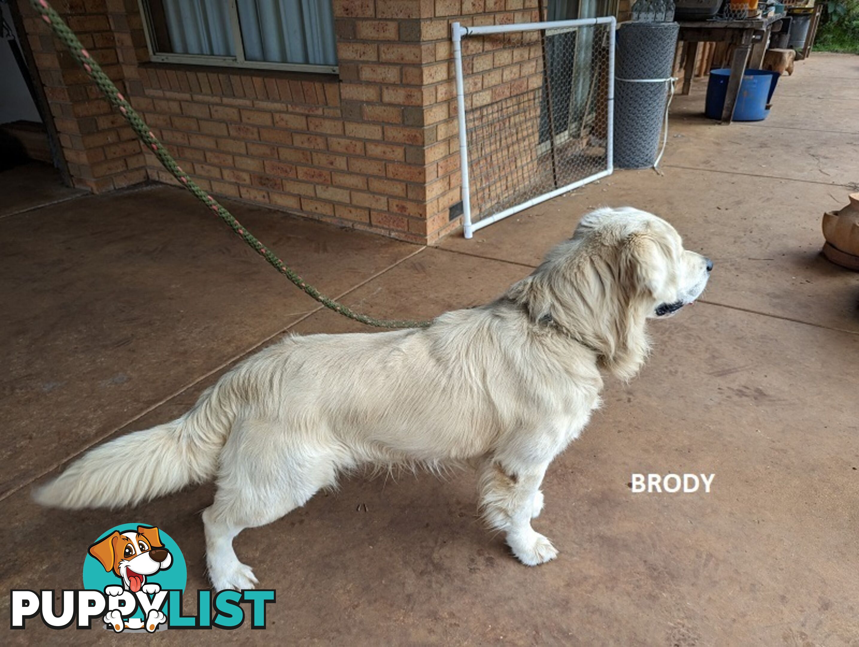 Stunning Pure Bred Golden Retriever Dogs for Stud duty