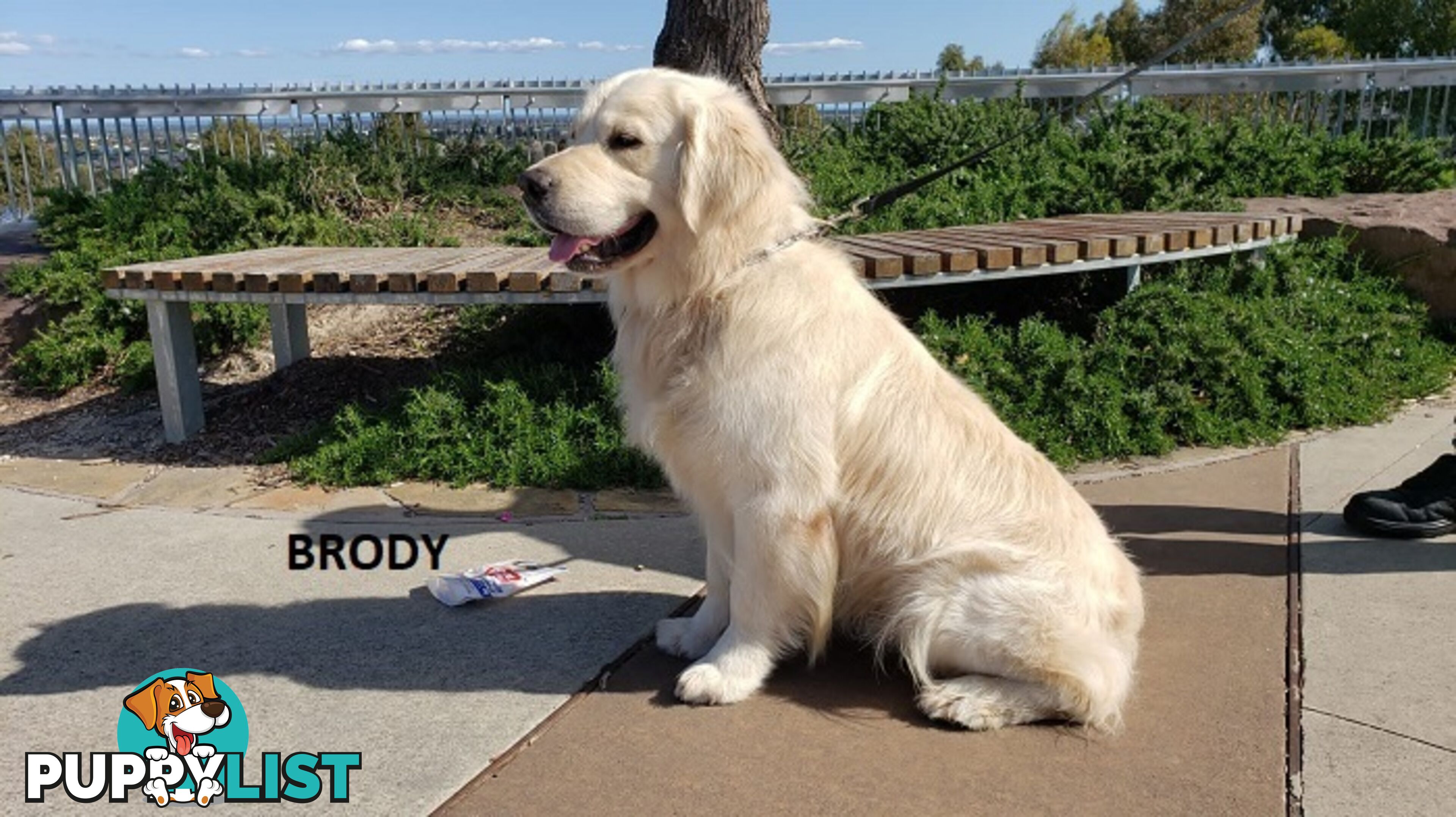 Stunning Pure Bred Golden Retriever Dogs for Stud duty