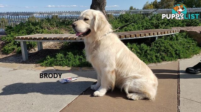 Stunning Pure Bred Golden Retriever Dogs for Stud duty