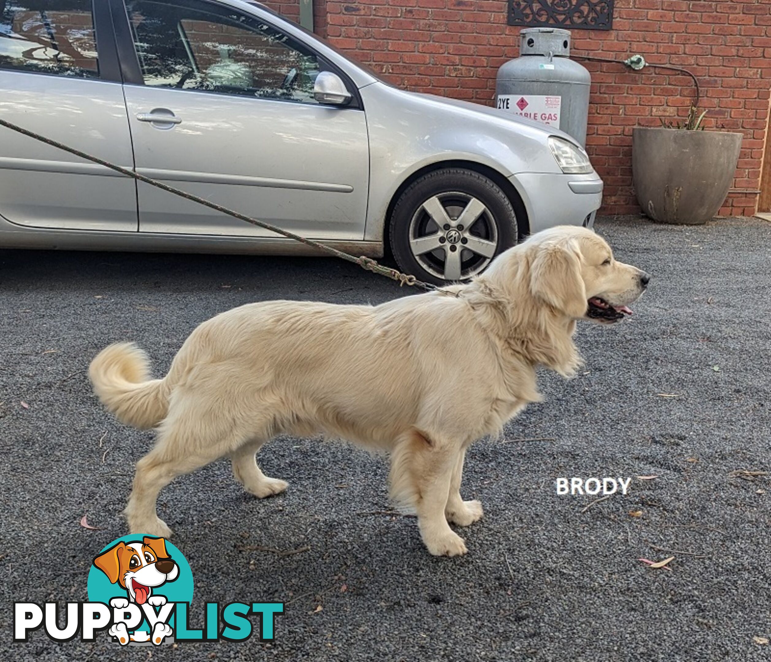 Stunning Pure Bred Golden Retriever Dogs for Stud duty