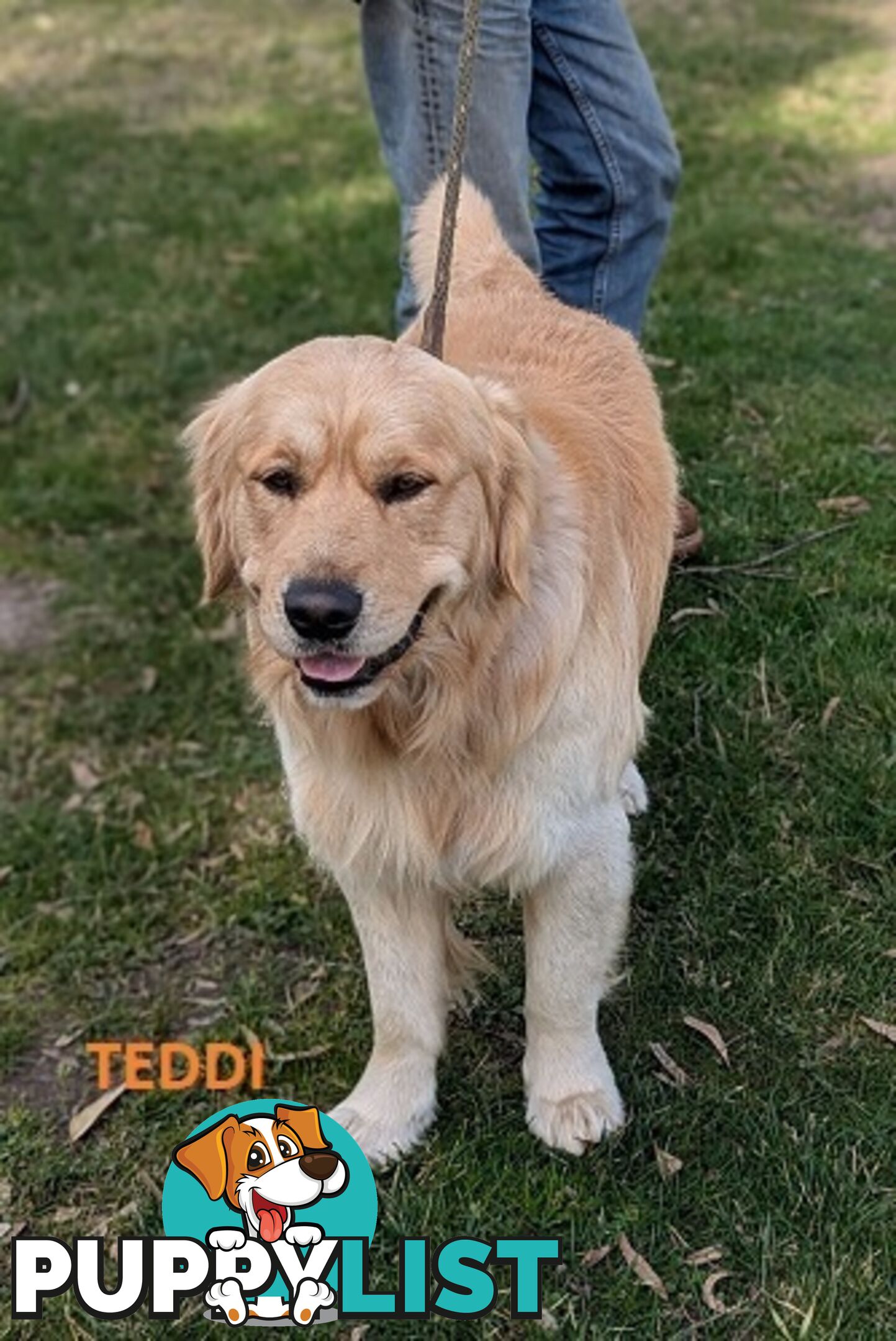 Stunning Pure Bred Golden Retriever Dogs for Stud duty