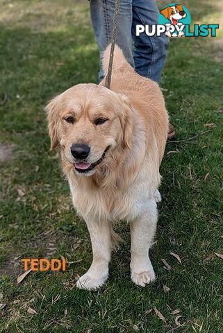 Stunning Pure Bred Golden Retriever Dogs for Stud duty