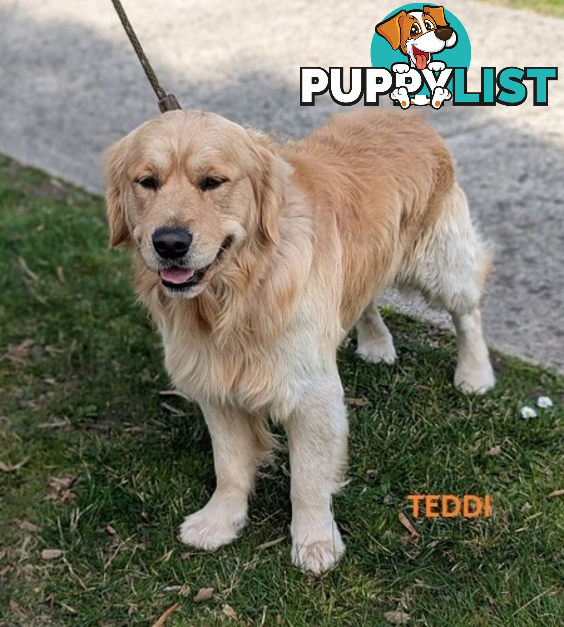 Stunning Pure Bred Golden Retriever Dogs for Stud duty