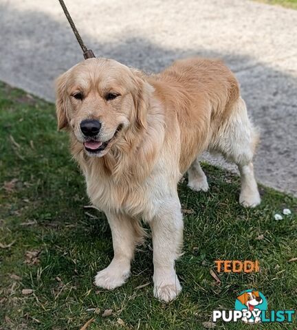 Stunning Pure Bred Golden Retriever Dogs for Stud duty