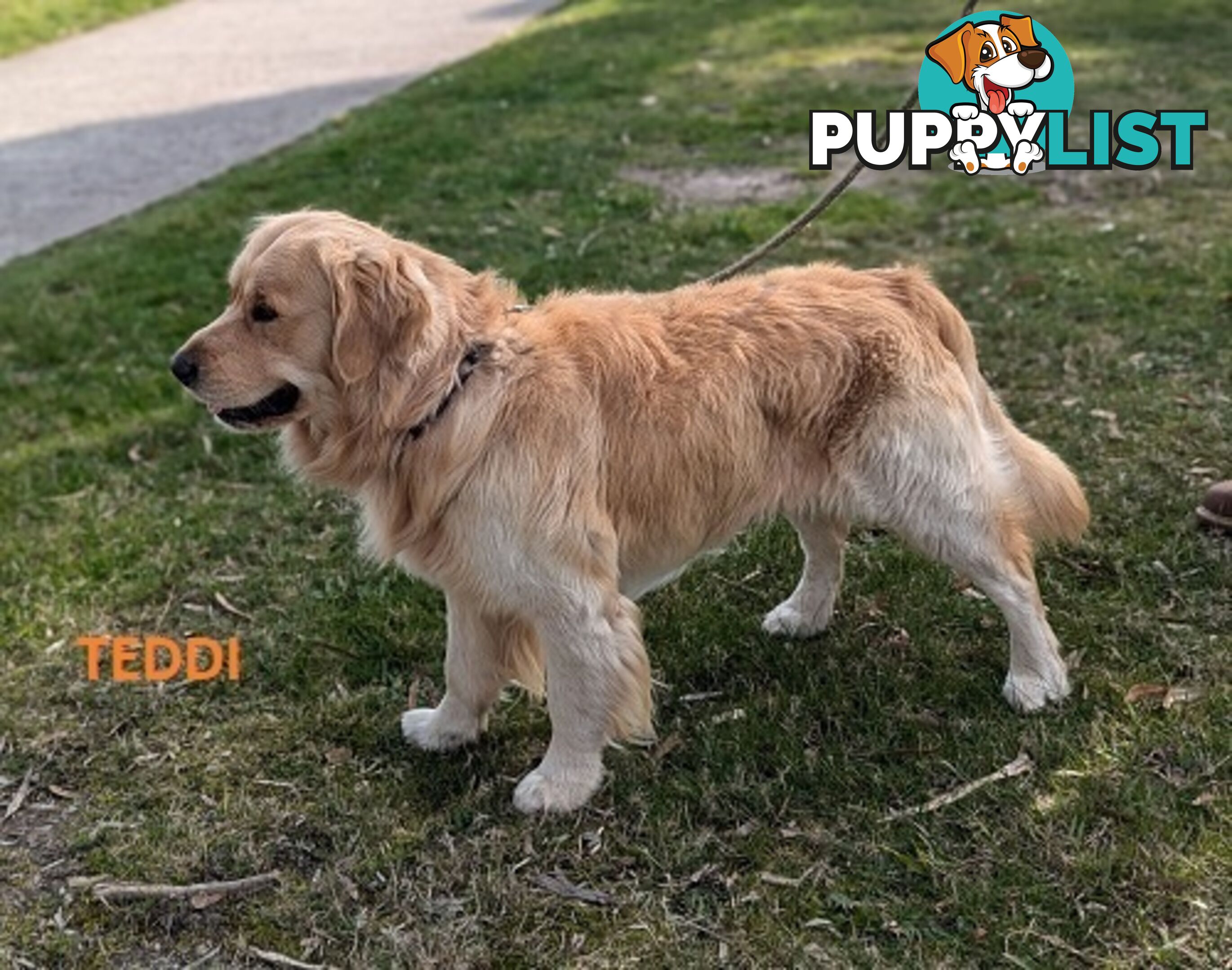 Stunning Pure Bred Golden Retriever Dogs for Stud duty