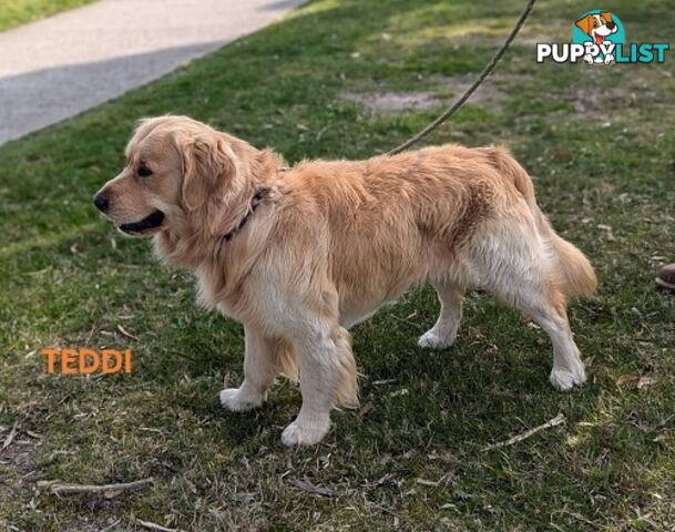 Stunning Pure Bred Golden Retriever Dogs for Stud duty