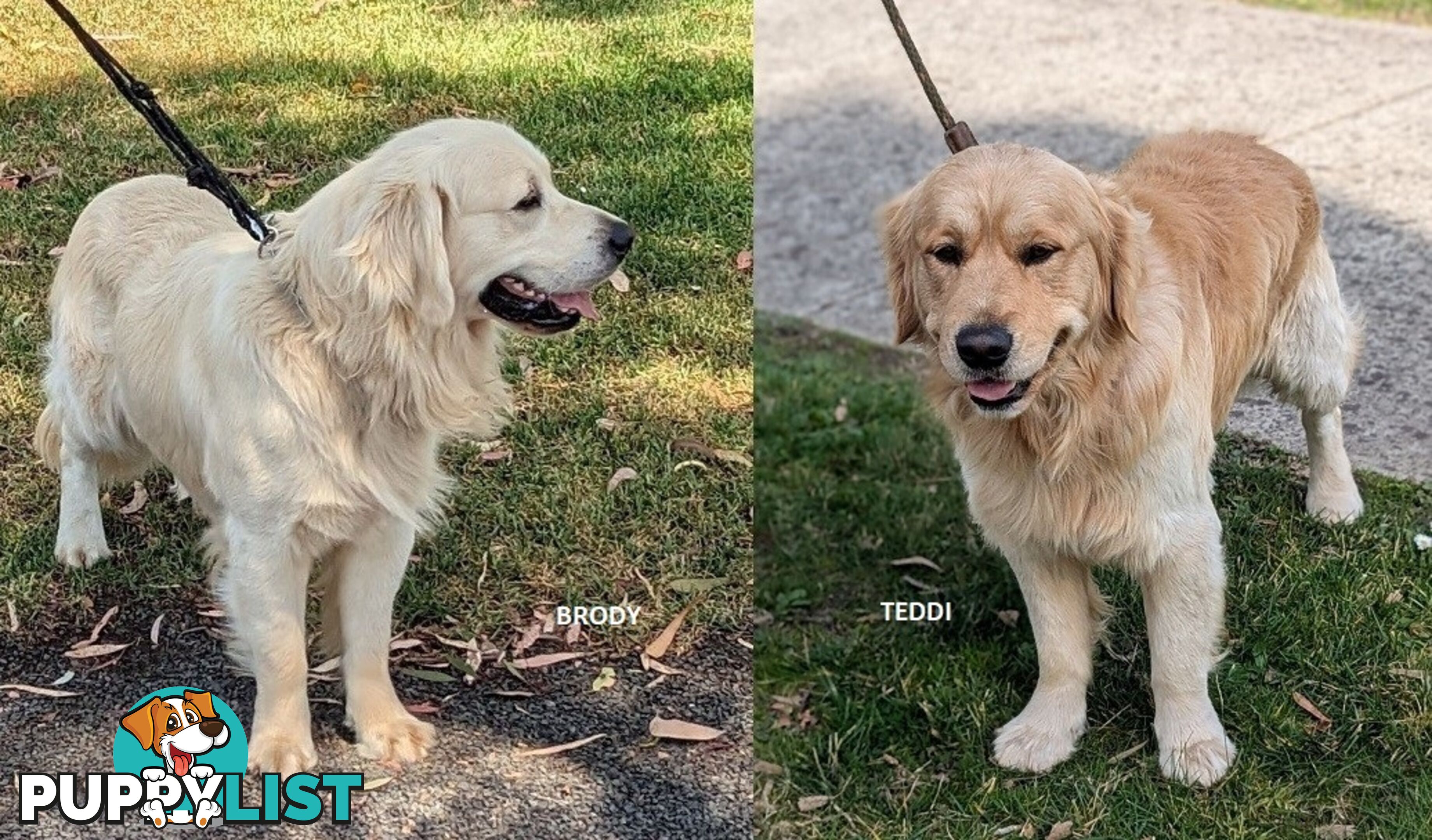 Stunning Pure Bred Golden Retriever Dogs for Stud duty