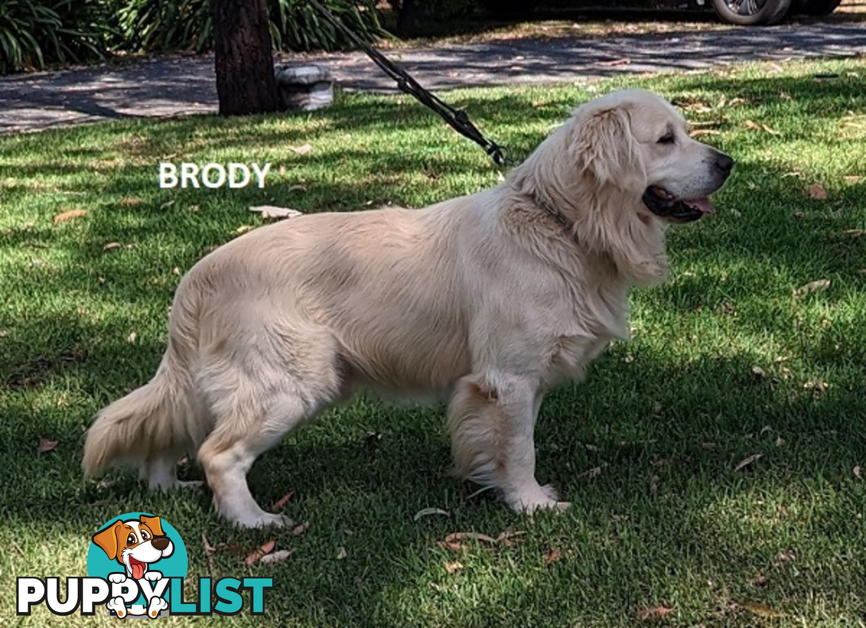 Stunning Pure Bred Golden Retriever Dogs for Stud duty