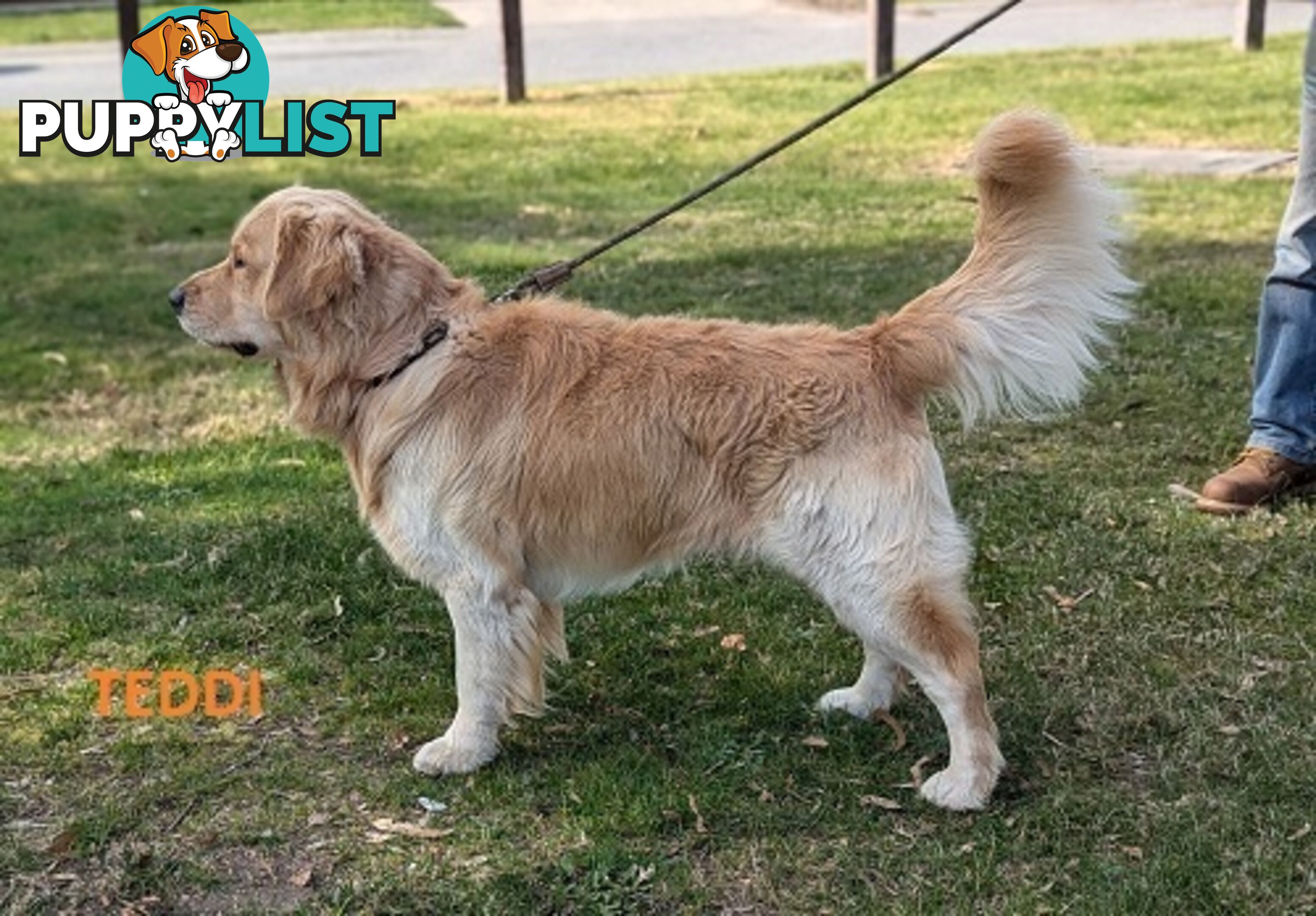 Stunning Pure Bred Golden Retriever Dogs for Stud duty