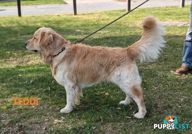 Stunning Pure Bred Golden Retriever Dogs for Stud duty