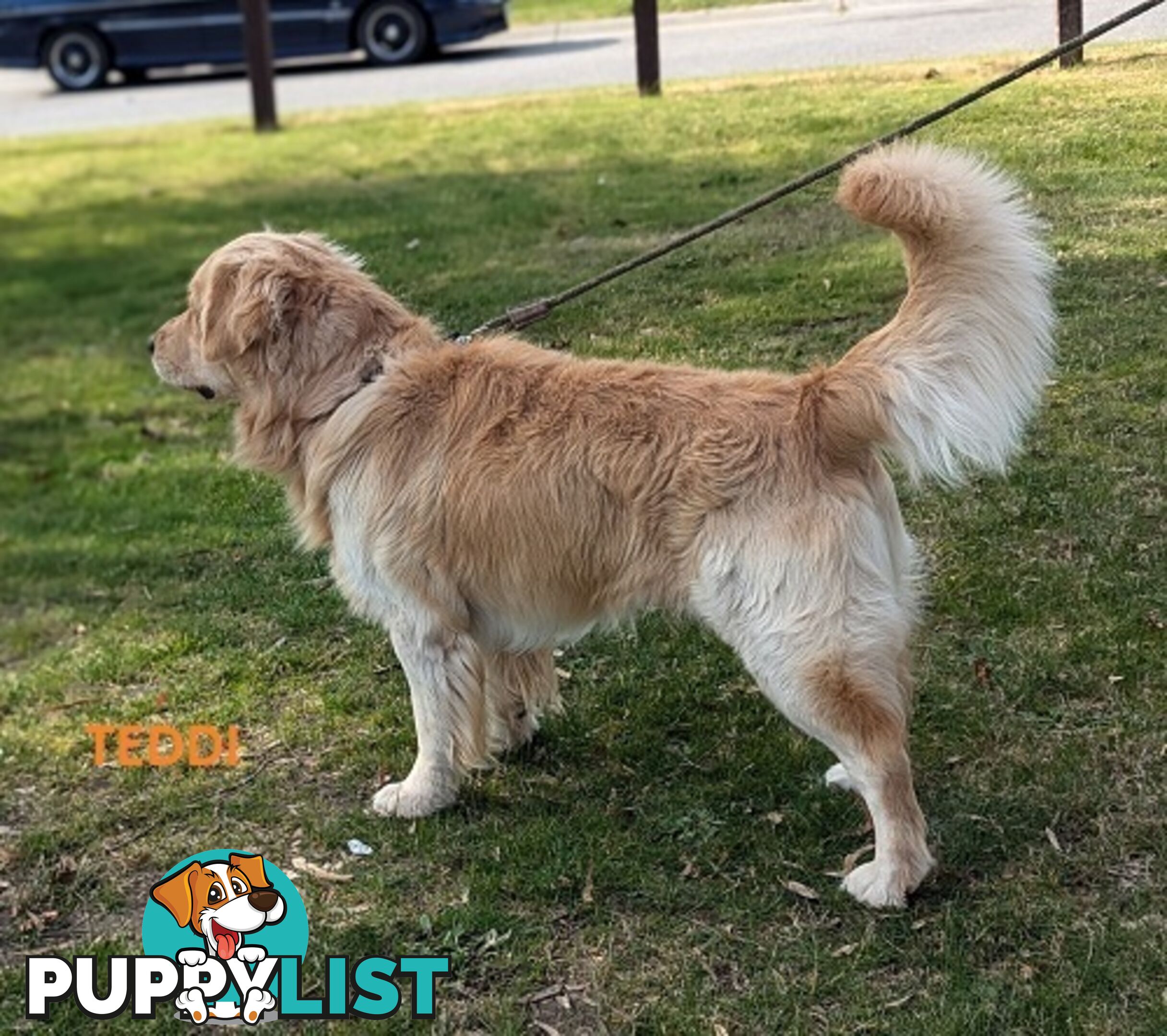 Stunning Pure Bred Golden Retriever Dogs for Stud duty