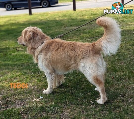 Stunning Pure Bred Golden Retriever Dogs for Stud duty