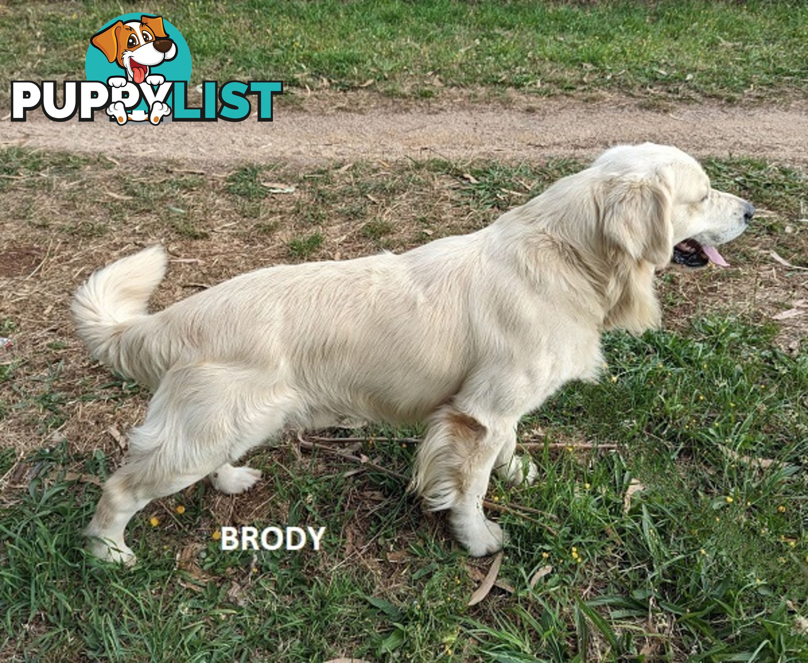 Stunning Pure Bred Golden Retriever Dogs for Stud duty