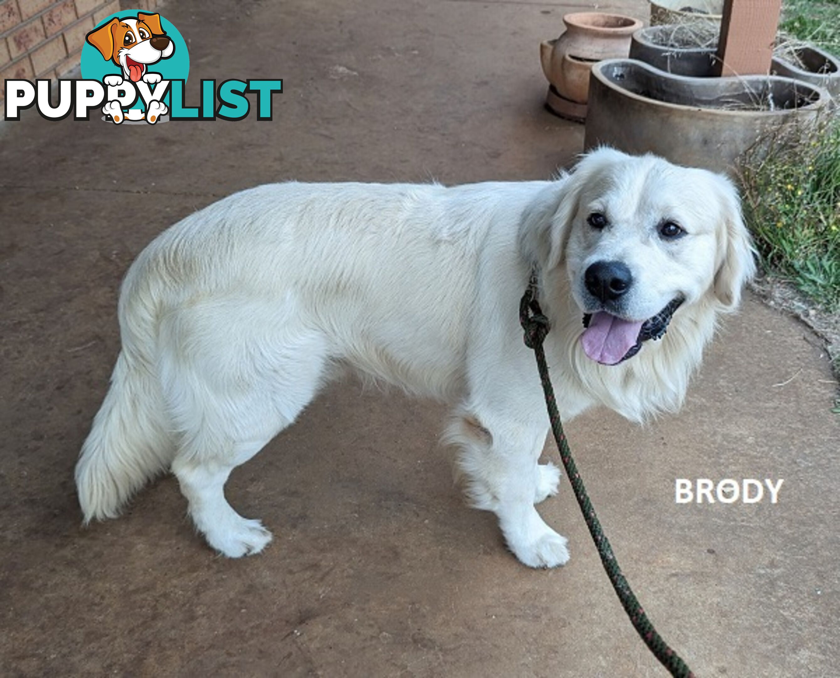 Stunning Pure Bred Golden Retriever Dogs for Stud duty