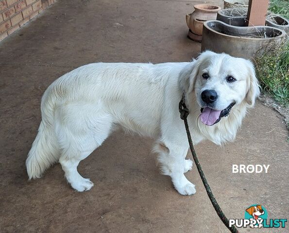 Stunning Pure Bred Golden Retriever Dogs for Stud duty