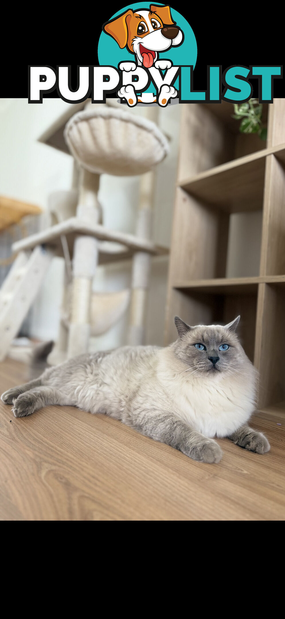 Pure Seal Point Ragdolls