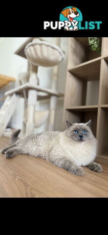 Pure Seal Point Ragdolls