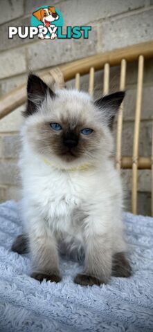 Pure Seal Point Ragdolls