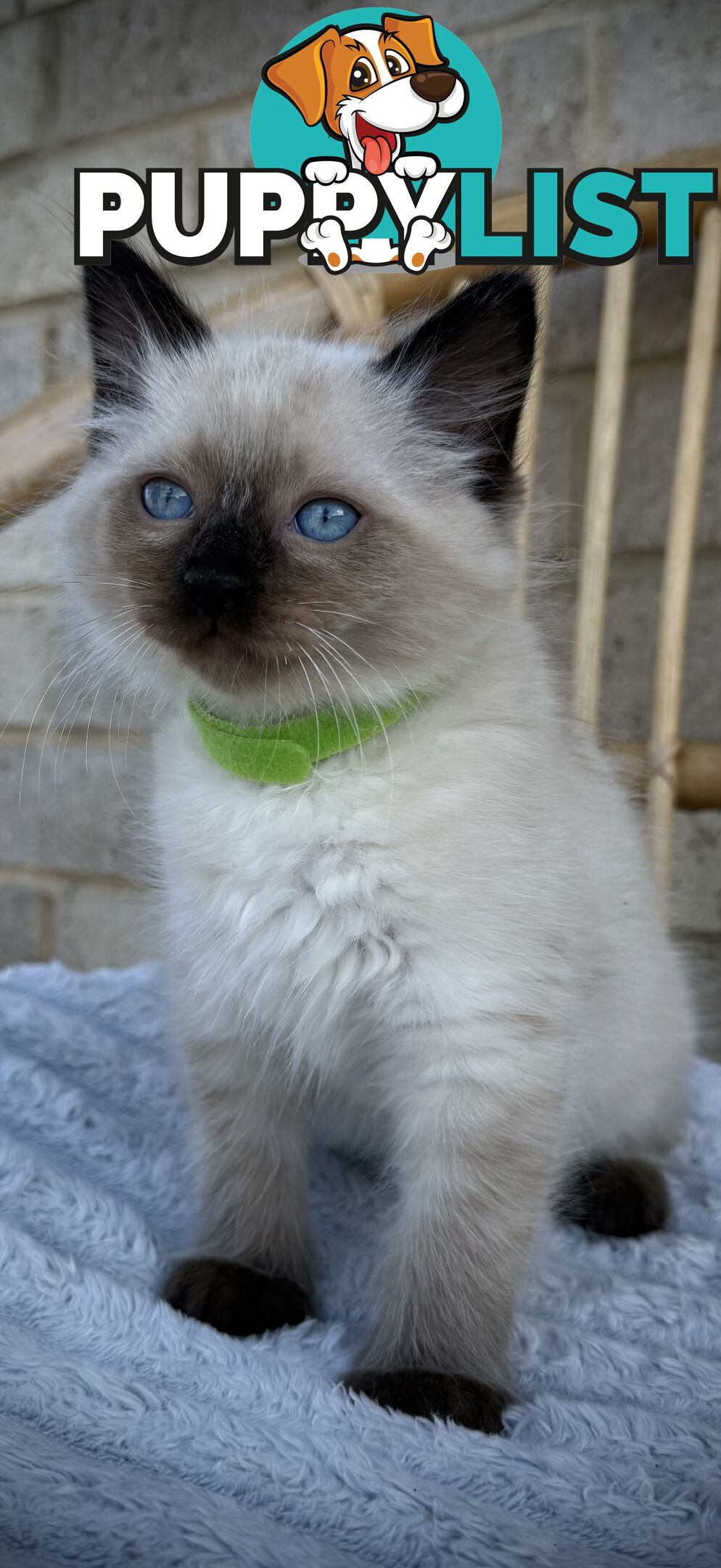 Pure Seal Point Ragdolls