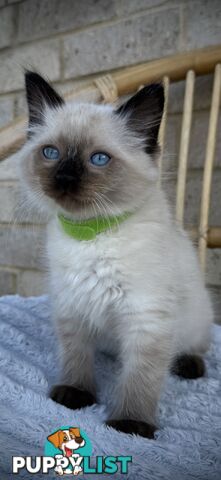 Pure Seal Point Ragdolls