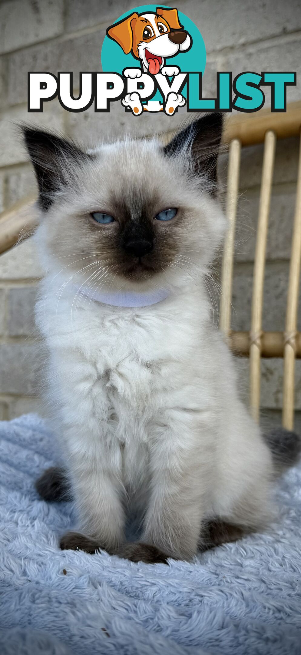 Pure Seal Point Ragdolls