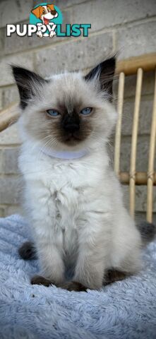 Pure Seal Point Ragdolls