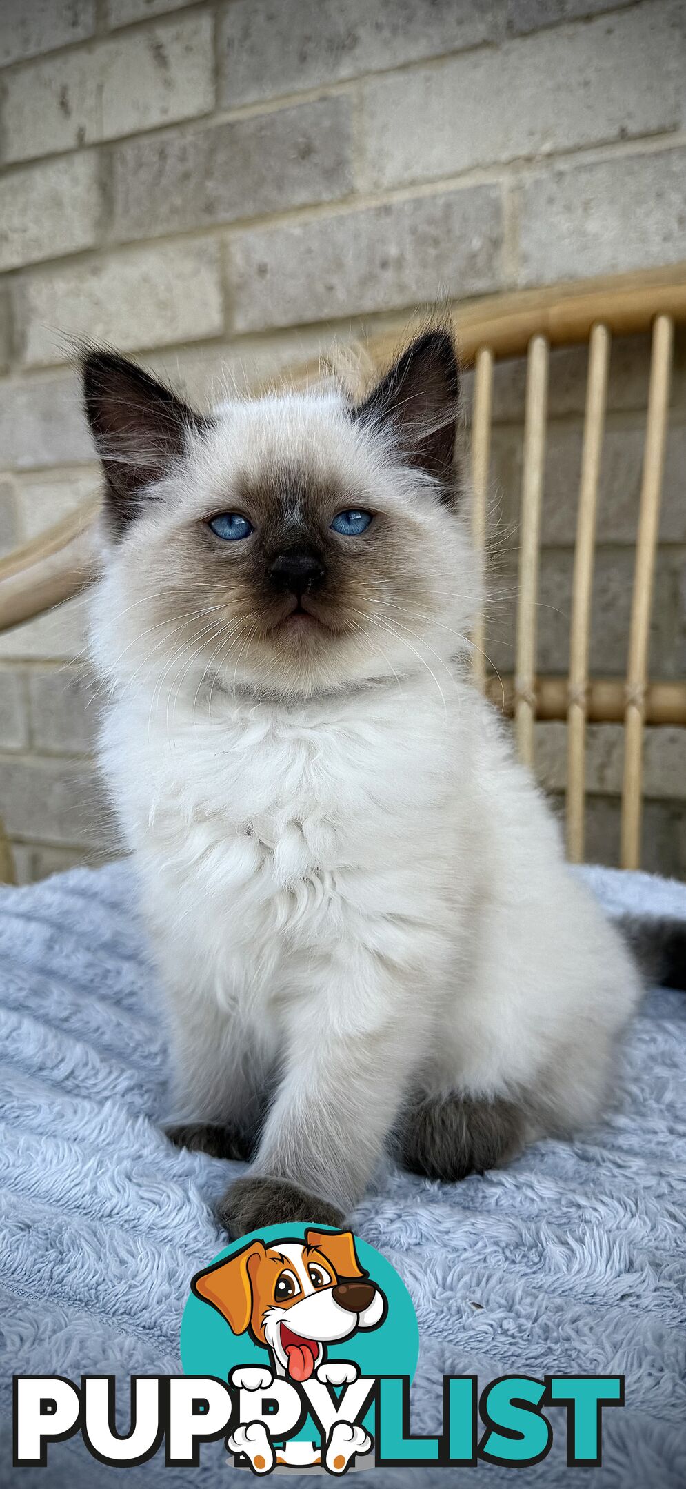 Pure Seal Point Ragdolls
