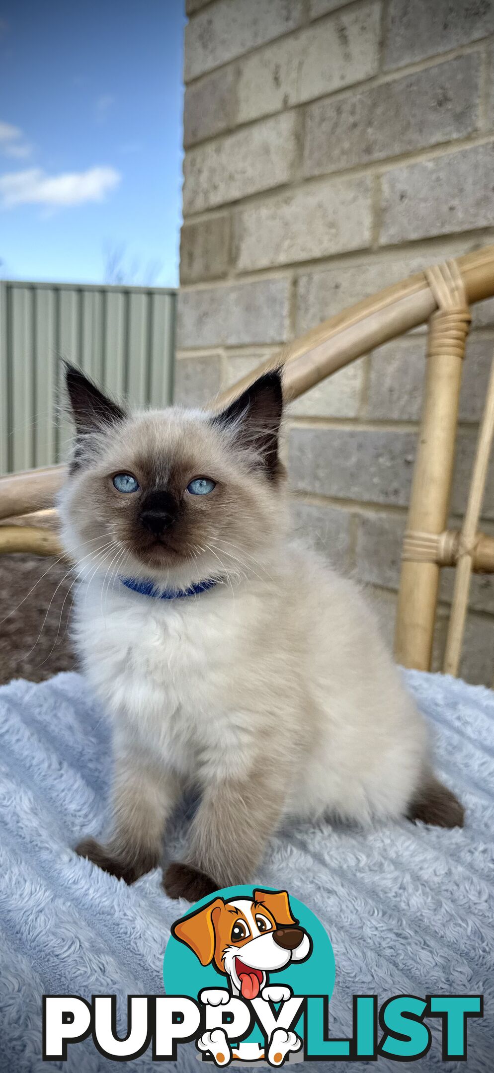 Pure Seal Point Ragdolls