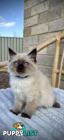 Pure Seal Point Ragdolls