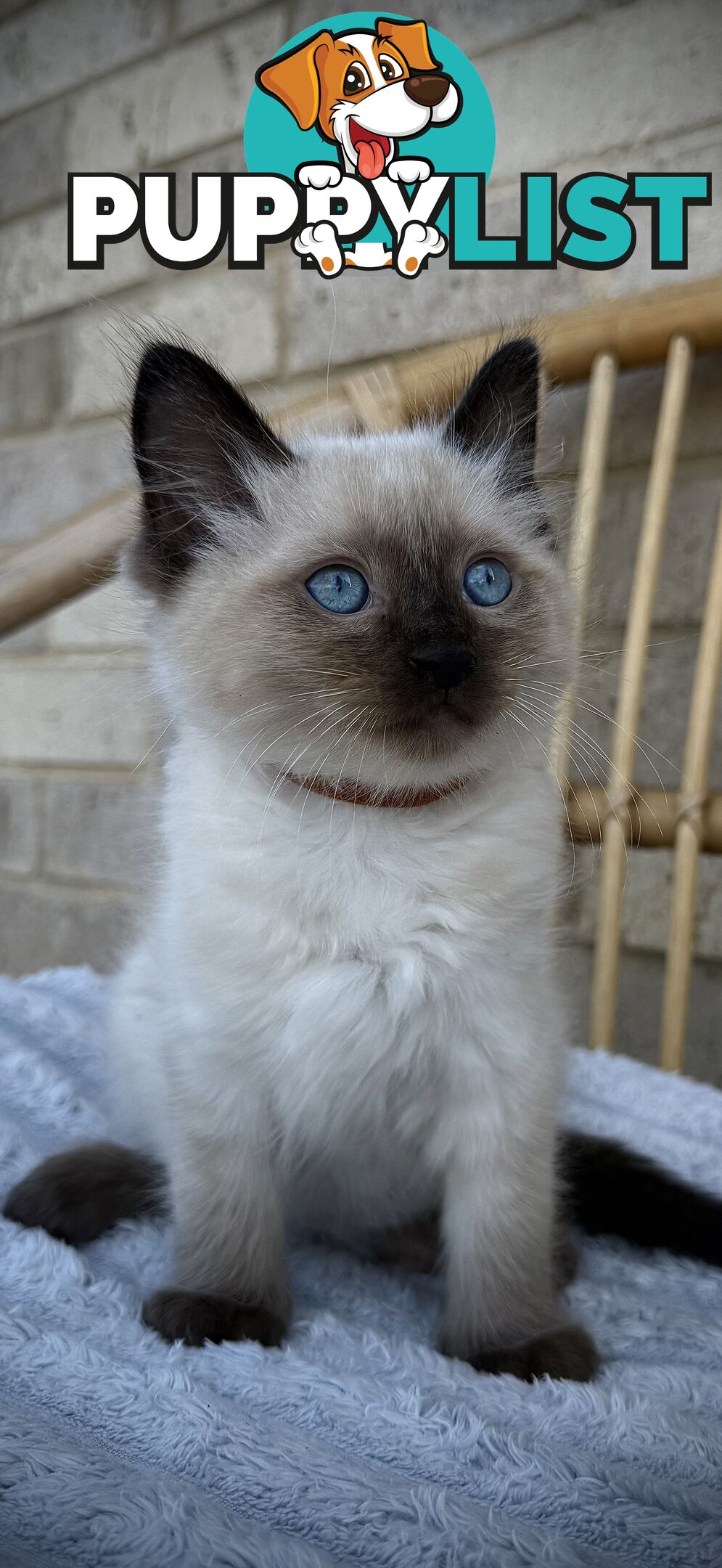 Pure Seal Point Ragdolls