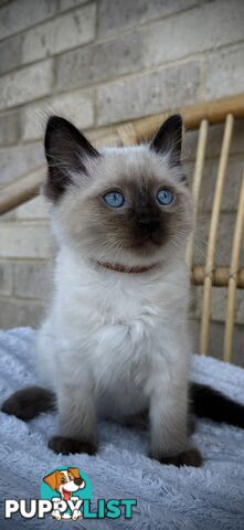 Pure Seal Point Ragdolls