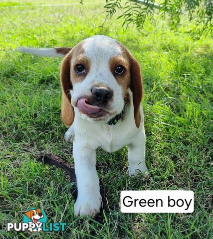 Beaglier puppies ready for new homes