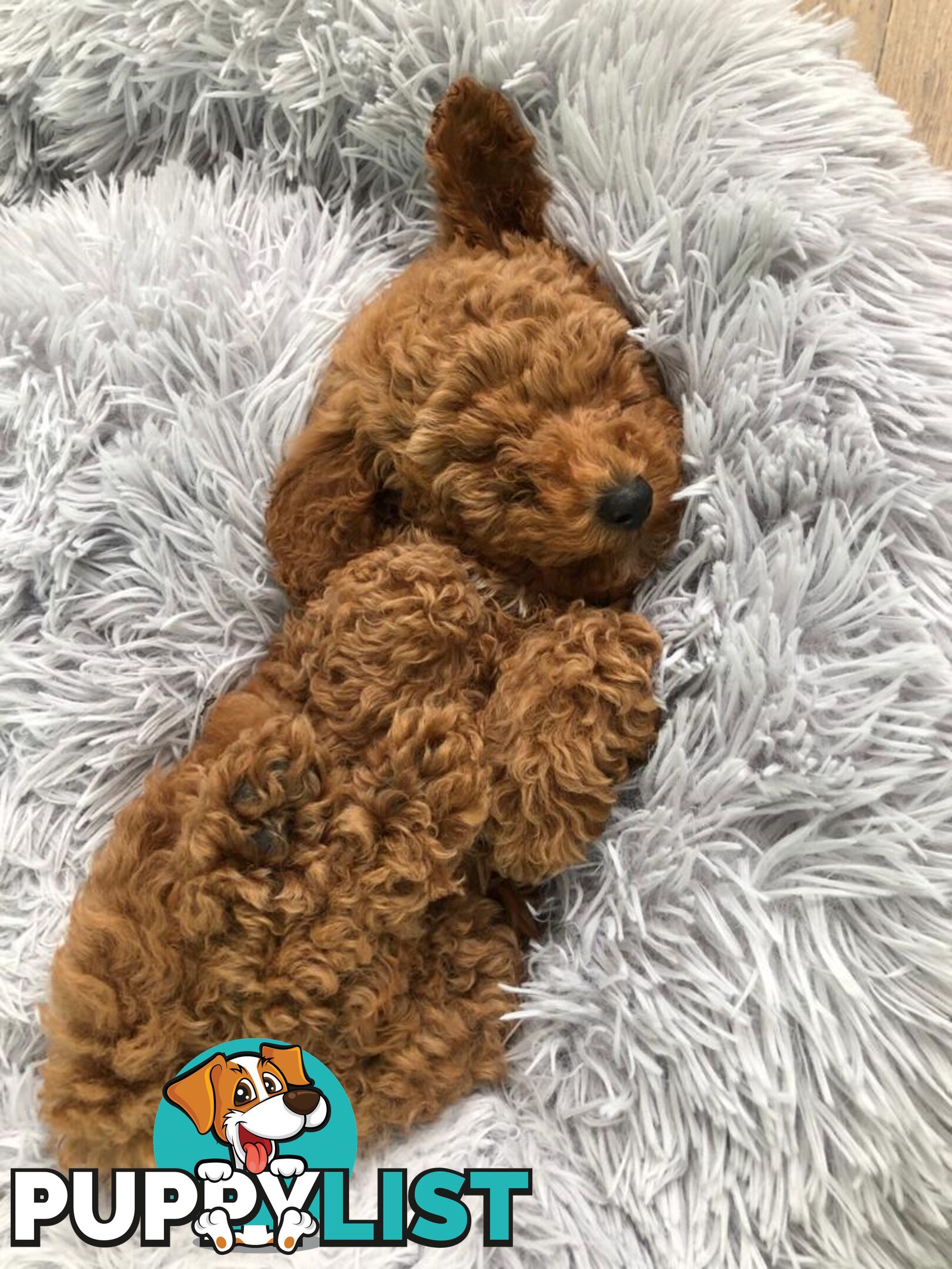 (STUD) PURE RED TOY POODLE DNA clear