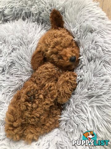 (STUD) PURE RED TOY POODLE DNA clear