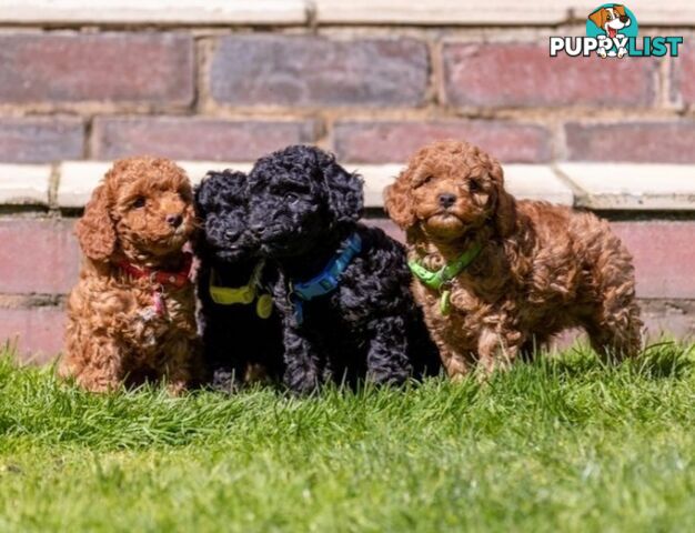 (STUD) PURE RED TOY POODLE DNA clear