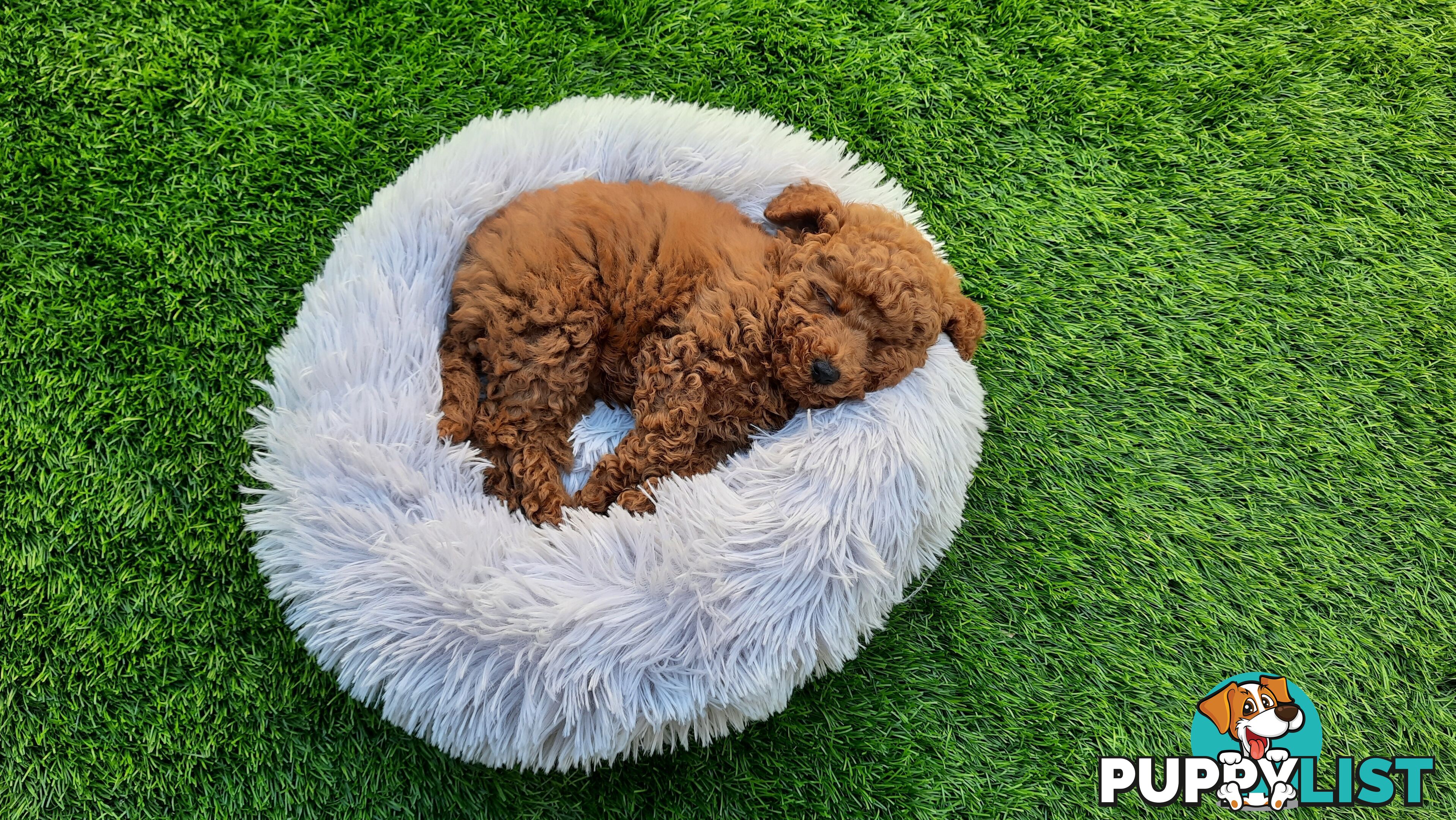 (STUD) PURE RED TOY POODLE DNA clear